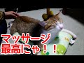 猫マッサージにハマった猫。アイちゃん専用猫エステ開店しました。Cat addicted to cat massage.