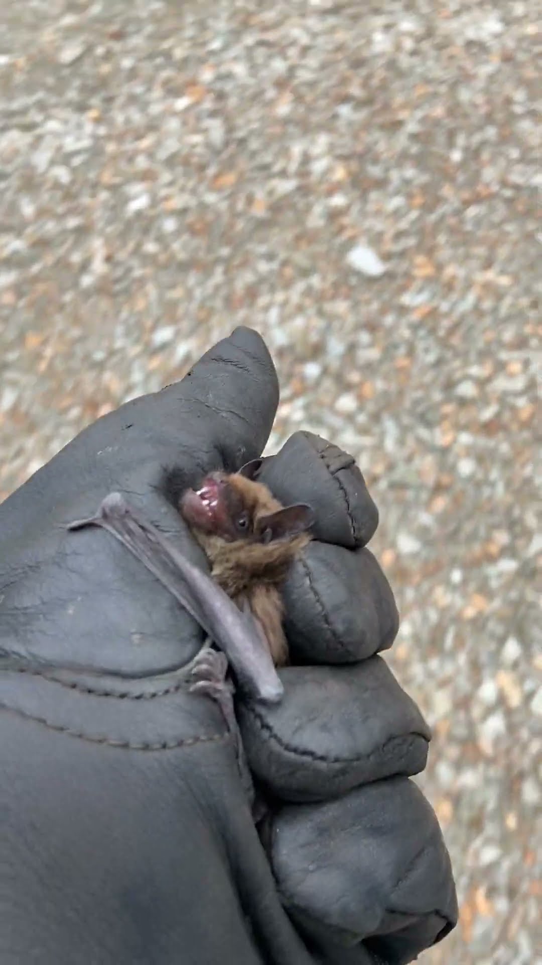 Grumpy Bat Protests Relocation || ViralHog