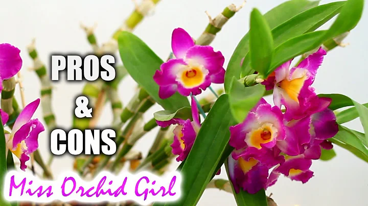 Pros & Cons of growing Dendrobium Nobile Orchids in a home - DayDayNews