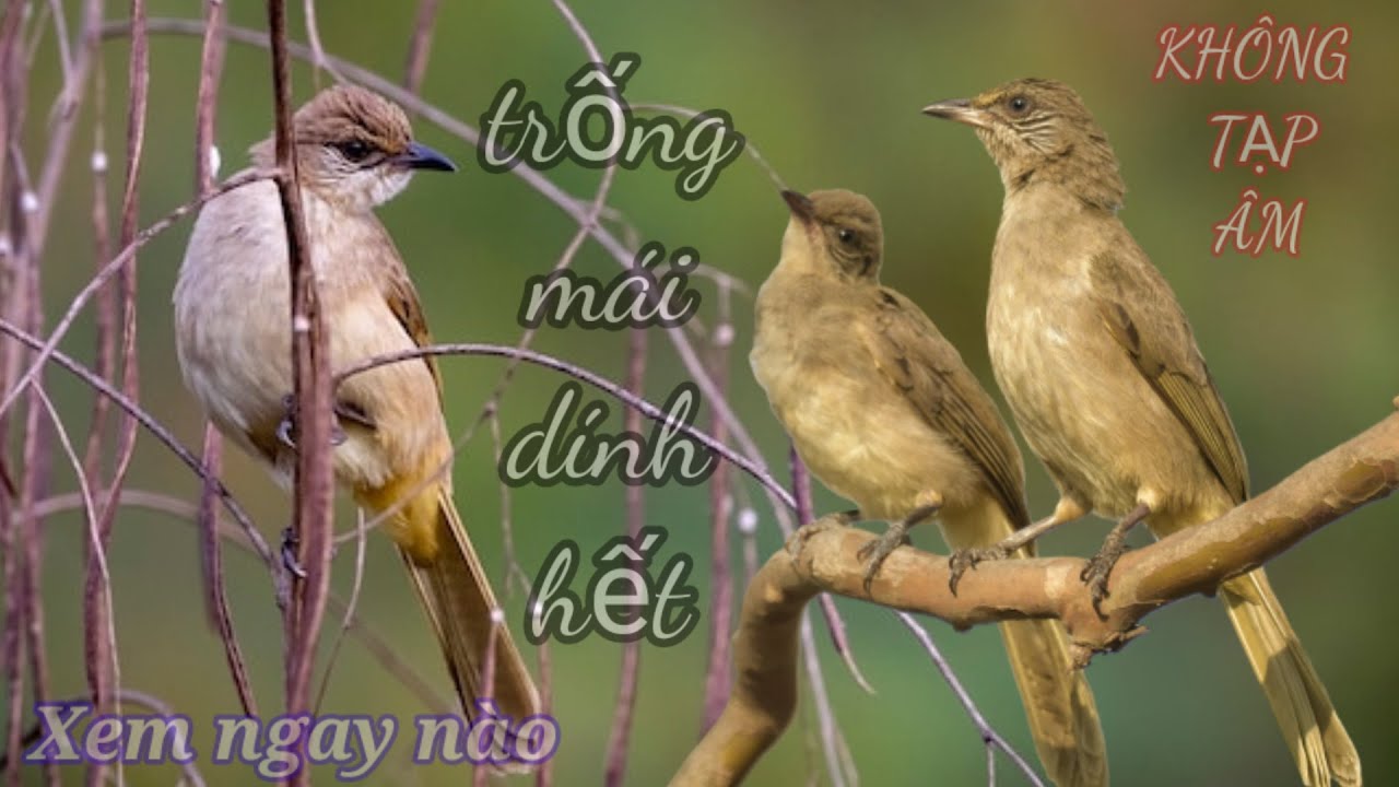 Tiếng Hoành Hoạch Vàng Gọi Trống Mái Kêu Bổi Tới Liền Bẩy Hoạch Ta , Bông Lau Tai Vằn - Không Tạp Âm