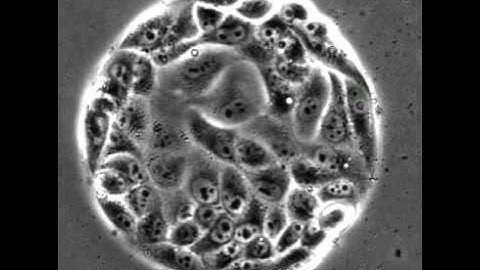 Guidance of collective cell migration by substrate geometry