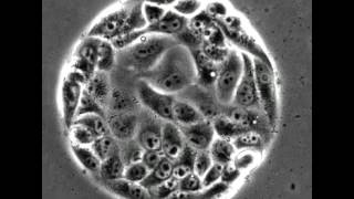 Guidance of collective cell migration by substrate geometry