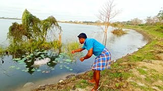 Catching GREEN Murrel Fish in Lotus Pond | Single Hook Fishing of Bait Fish for Murrel Fishing Video