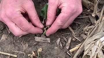 Assessing Frost Damage in Soybeans