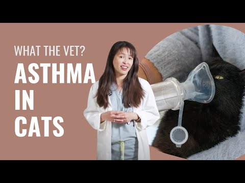 Asthma in cats - Dr. Justine Lee