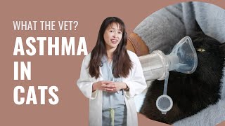 Asthma in cats - Dr. Justine Lee