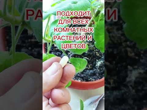 1 ТАБЛЕТКА НА ЛИТР ВОДЫ - ПОЛИЛ И ОПРЫСКАЛ КОМНАТНЫЕ РАСТЕНИЯ: РЕЗУЛЬТАТ - ВСЕ В ЗЕЛЕНИ И ЦВЕТАХ