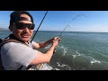 Huge fish hooked while surf fishing a local Southern California Beach.