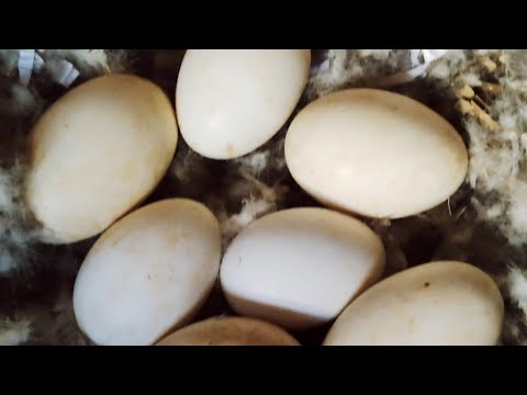 كم يوم يفقس بيض الوز طريقة حضن البيض      