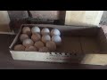 Температура хранения инкубационного яйца