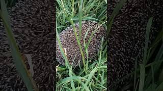#еж #ёж #ежи #ежик #ёжик #ёжики #ежики