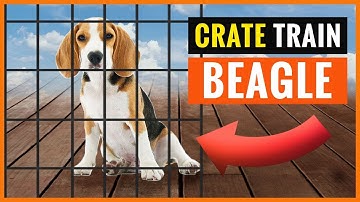 Your Beagle Will Learn The Crate with these Tips!
