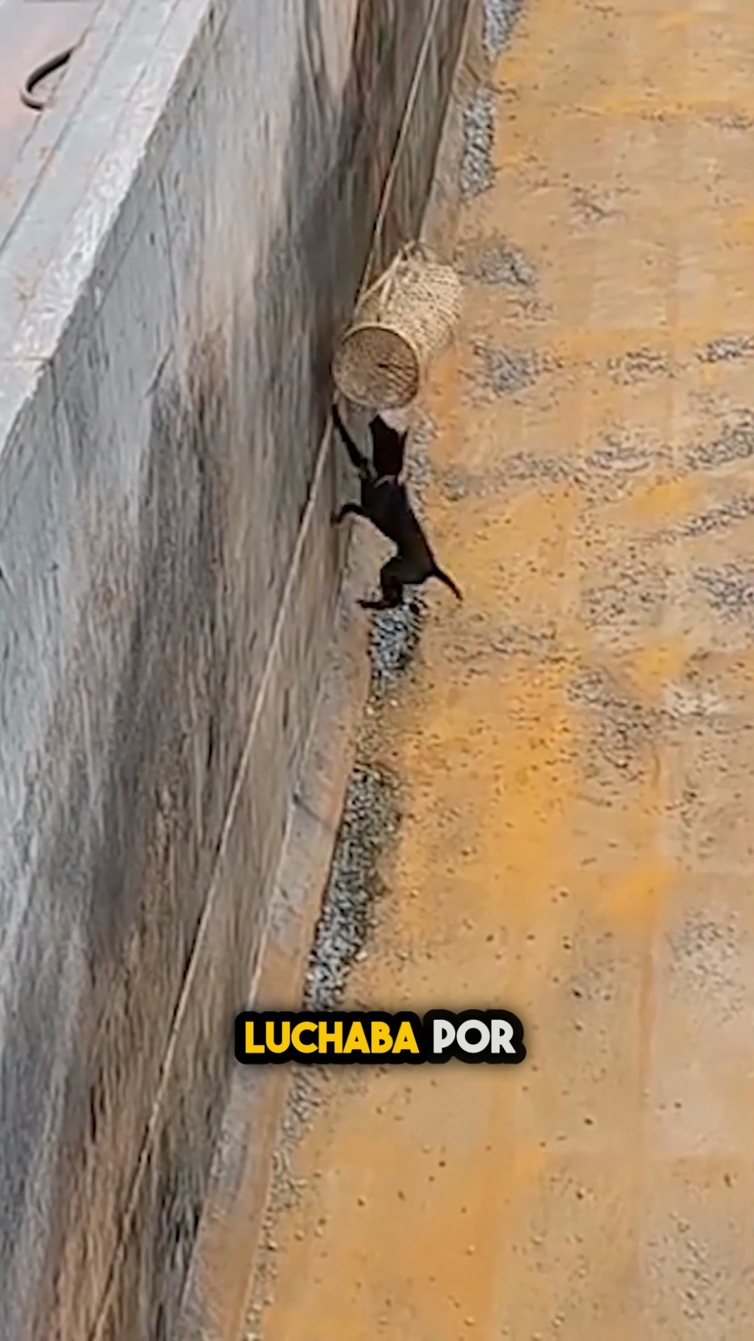 ¡4 horas atrapado! Así lo rescató una joven valiente ?⛑️