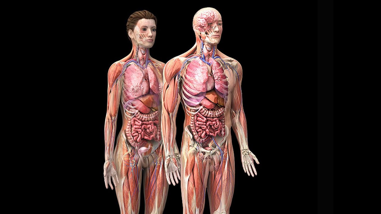 Male To Female Transition Surgery Male Convert To Female Surgery male-to-female-transition-surgery-male-convert-to-female-surgery