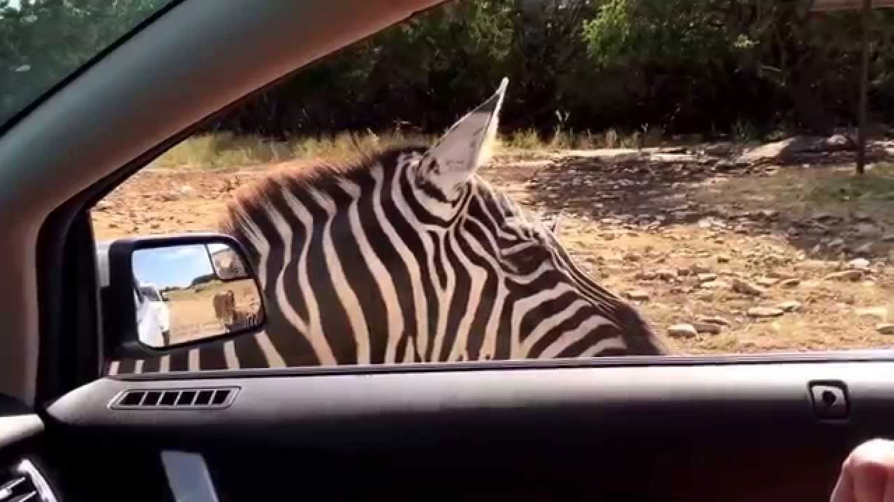 san antonio safari drive thru