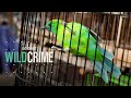 Songbird Conservation and Illegal Trade
