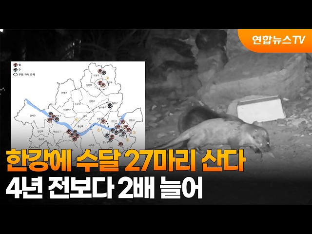 한강에 수달 27마리 산다…4년 전보다 2배 늘어 / 연합뉴스TV (YonhapnewsTV)