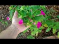 Lentretien de la belle de nuit le mirabilis jalapa