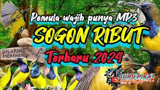 suara mp3 pikat sogon terbaru 2024,SOGON ribut. pikat burcil