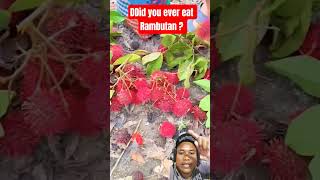 Download Lagu Panen rambutan #buah #rambutan #rambutanbuah MP3 Download Lagu Panen rambutan #buah #rambutan #rambutanbuah MP3