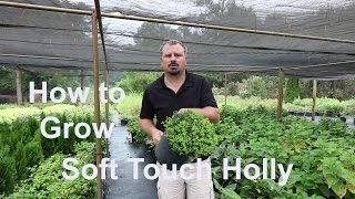 How to grow Soft Touch Holly with detailed description screenshot 1