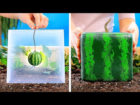 Video: Bahçeye Çöp: Çöpten Bitki Yetiştirmek İçin İpuçları