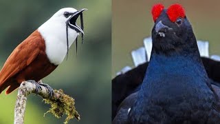 Beautiful birds sounds | Singing birds | Beautiful birds sound in the Forest | Colourful birds sound by BEAUTIFUL WORLD 699,375 views 1 year ago 6 minutes, 10 seconds