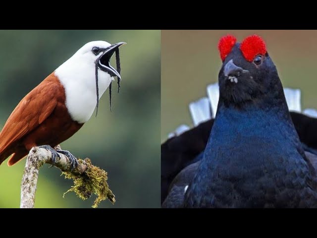 Suara burung yang indah | Burung berkicau | Suara burung yang indah di Hutan | Suara burung berwarna-warni class=