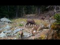 Magnifiques bébés chamois joueurs sautillent en tous sens