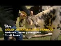 Cómo los Animales de Trabajo Reducen Costos y Preservan Tradiciones - TvAgro por Juan Gonzalo Angel