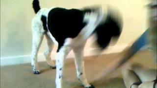 Learning Lab: Muzzle Training (Part 2) Muzzle Training Part 2