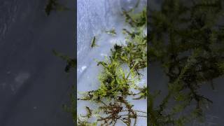 Emersed Java Moss Setup! (Growing Java Moss out of Water) #aquariumplants #javamoss #plantgrowth