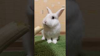 Кролик Ест Банан 🍌 #Животные #Bunny #Rabbit #Кролик #Милыеживотные #Смешныеживотные