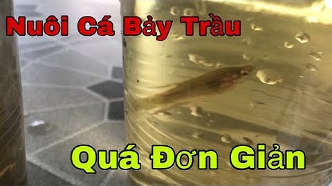 Cách Nuôi Cá Bảy Trầu Sung Cực Kỳ Đơn Giản