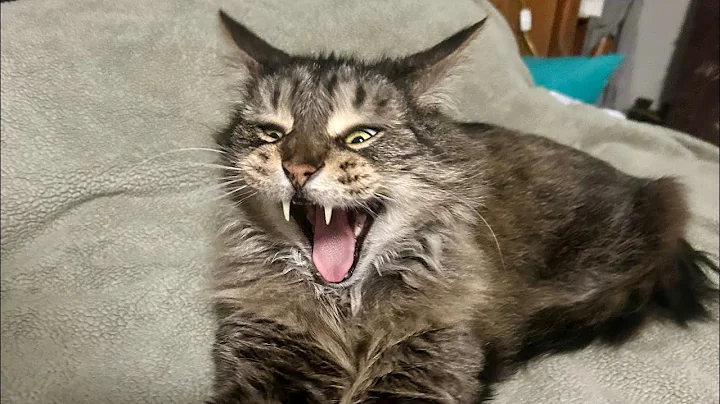 Watch the video about Cute & Funny Maine Coon Cat Meows compilation!