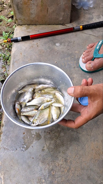 Alhamdulillah Hasil Mancing di Irigasi #shorts #mancing #fishing