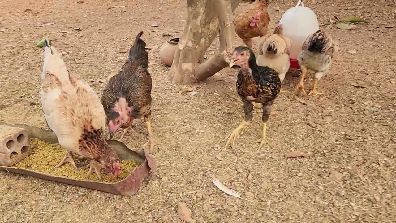  “Cute Chick Plays with Sibling – So Adorable! 😍 #Shorts