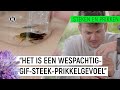 Jurre wordt gestoken door de wesp van de sloot  steken en prikken s2 4  npo zapp