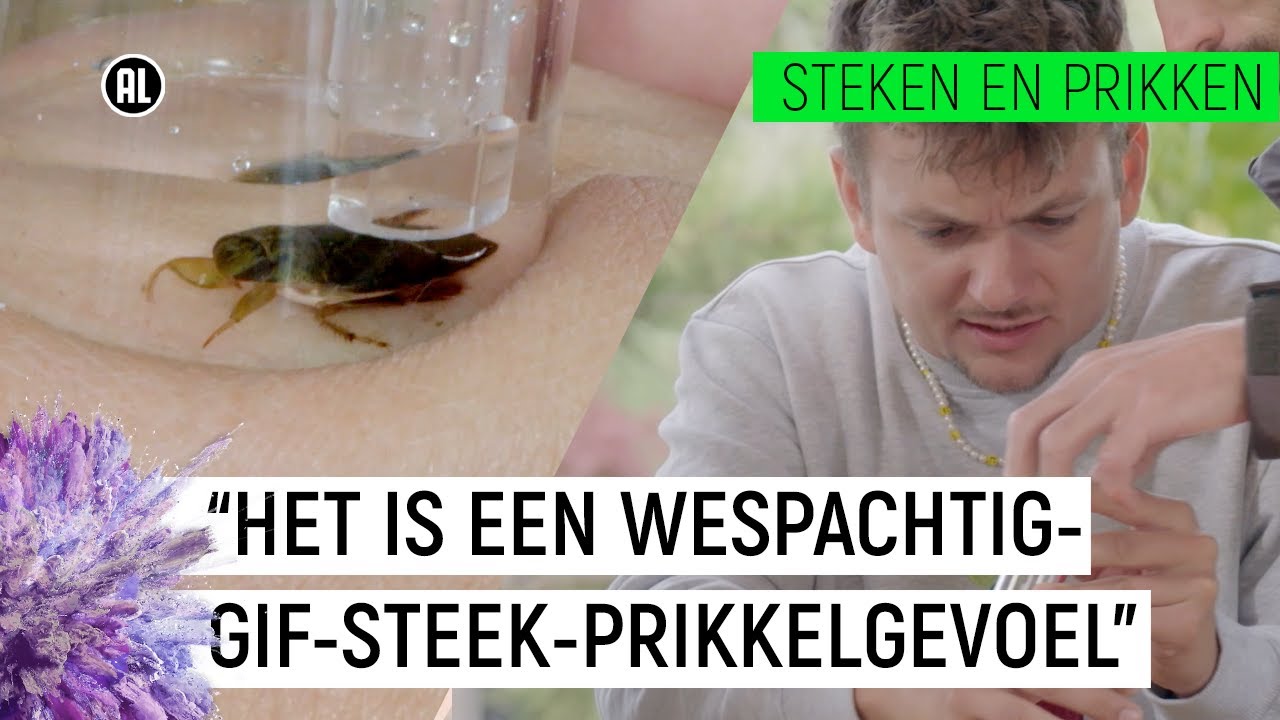 JURRE WORDT GESTOKEN DOOR "DE WESP VAN DE SLOOT" | Steken en Prikken S2