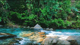 Serene Forest River Sounds 🌿 White Noise for Calm