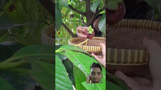Download Lagu Buah Manggis Ready Ekspor #fruit #manggis #food #farming #nangka #yummy #garden #buahnya #mangga MP3 Download Lagu Buah Manggis Ready Ekspor #fruit #manggis #food #farming #nangka #yummy #garden #buahnya #mangga MP3