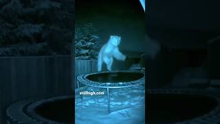 Polar bear caught on night vision camera #stillhigh #stillhighsafari  #hightribe #wildlife