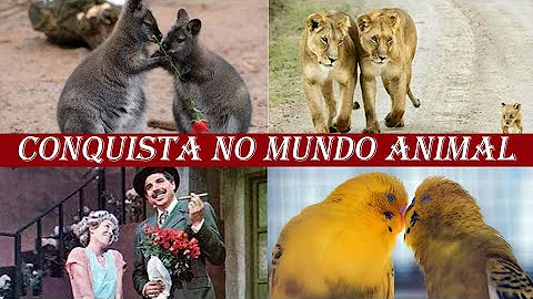 Como os animais conquistam as fêmeas?