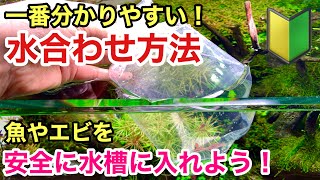 一番分かりやすい！熱帯魚の水合わせ方法「メダカやエビを安全に水槽へ入れる方法」ADAネイチャーアクアリウム水草水槽立ち上げ初心者、ネオンテトラ、カージナルテトラ、金魚、グッピー、レッドビーシュリンプ