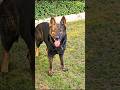 Dog training videos for puppies 🐶 #dog #doglover #ytshorts #germanshepherd #petowner #shorts #funny