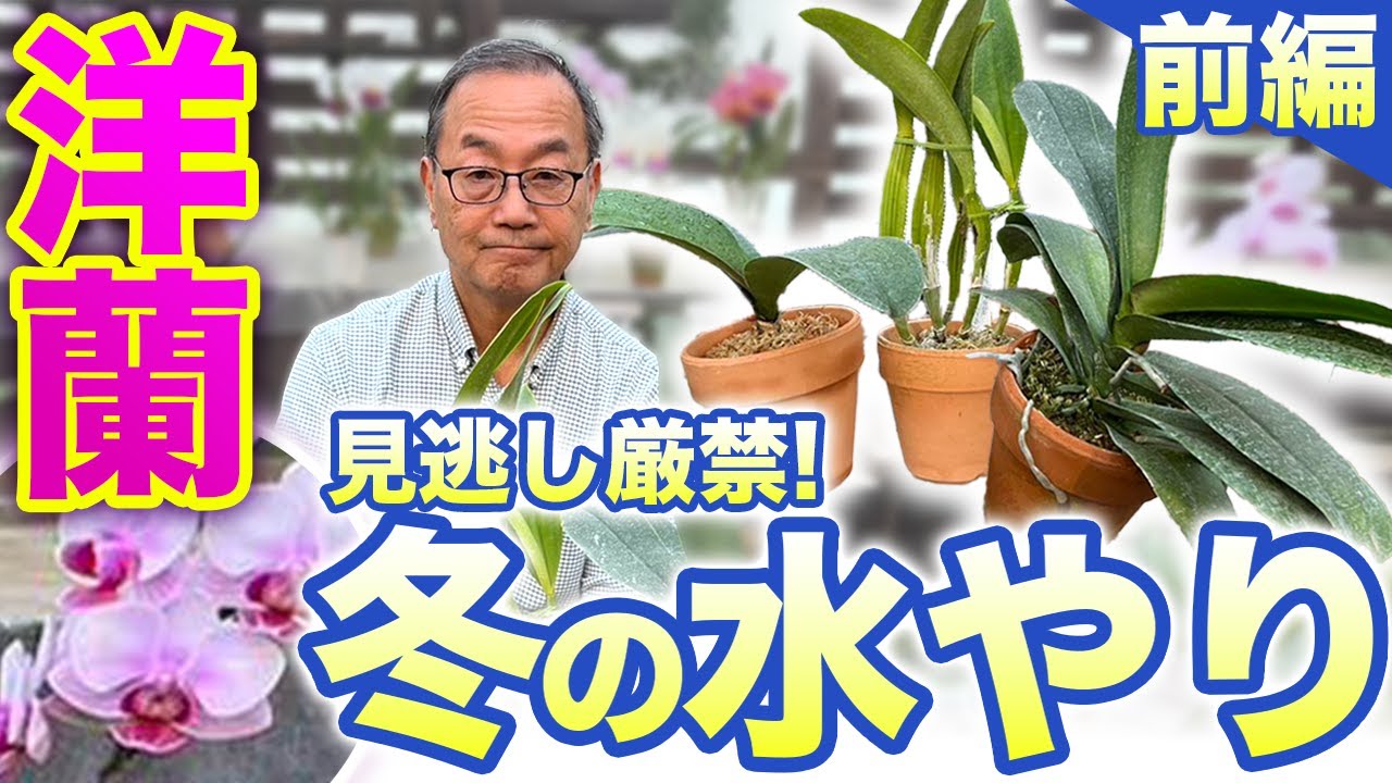 【洋蘭】冬のお悩み解決！冬の水やり方法について、解説していきます。[Orchids]Solving your winter worries!Part 1!@seedpot368  #sheathch