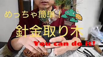 取り木 挿し木 接ぎ木 Youtube 取り木 挿し木 接ぎ木 Youtube