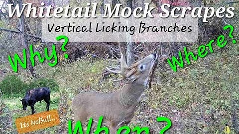 Creating A Vertical Licking Branch and Mock Scrape for Whitetails