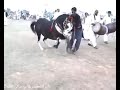 الدبكه على أصول الخيل