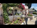 Small Succulent Flowerbed Installation in La Mesa Day 2 of 2